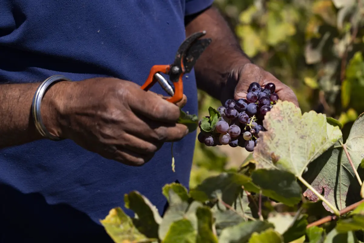 Grupo de viticultores critica "pouca informação" e "falta de esclarecimentos" no processo eleitoral em curso