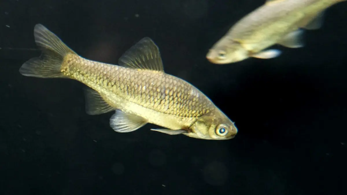 Boga de boca arqueada de Lisboa,. uma espécie endémica lusitânica