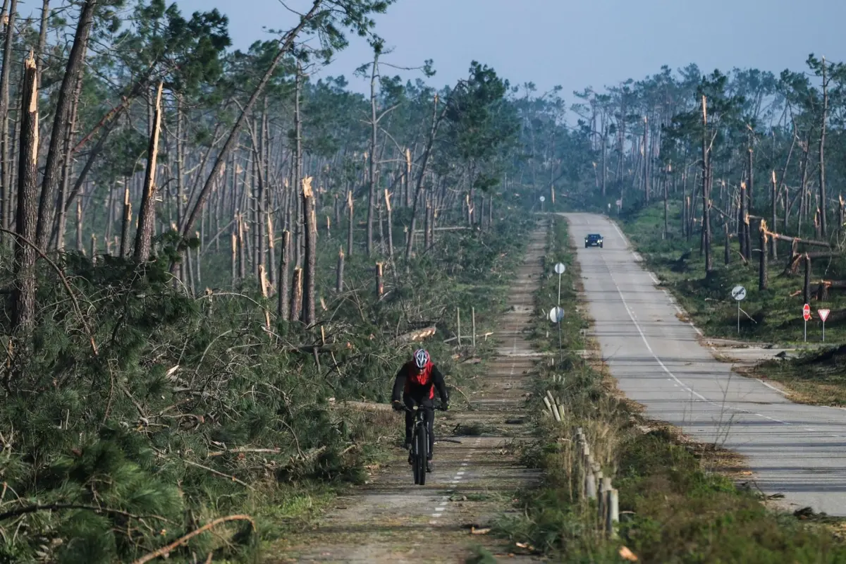 Destruição da Mata Nacional na Marinha Grande depois da passagem da depressão Kristin