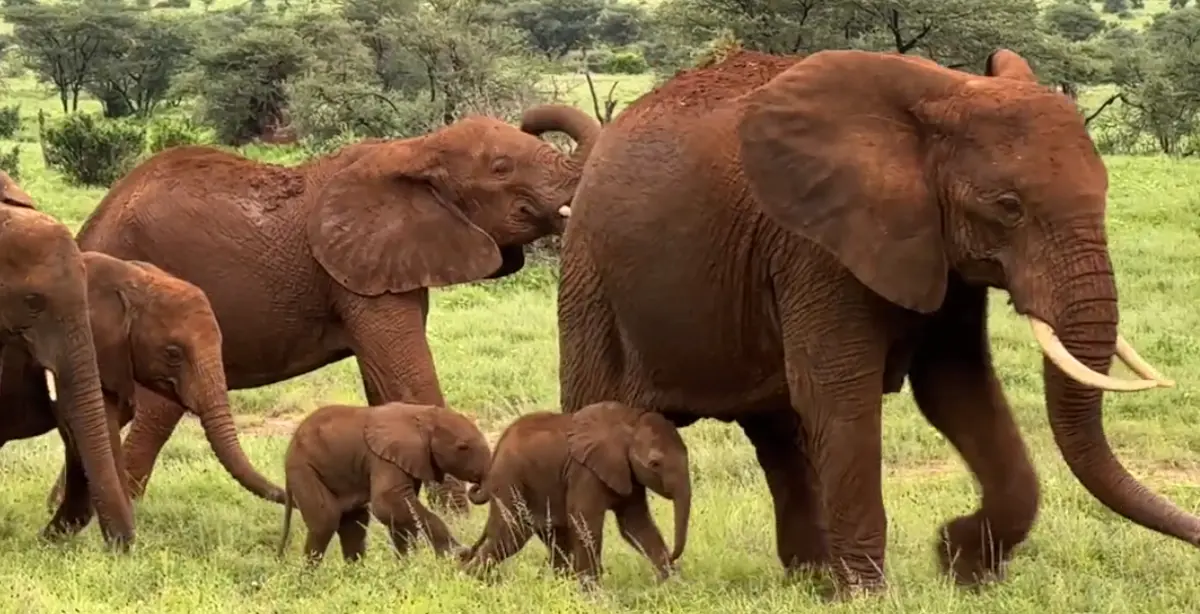 Imagem de contexto do artigo Elefanta dá à luz duas gémeas no Quénia