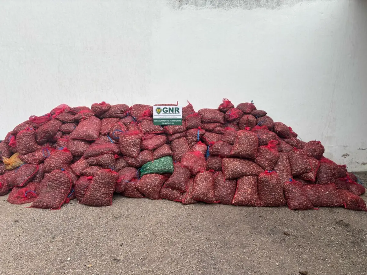 Bivalves apreendidos serão destruídos