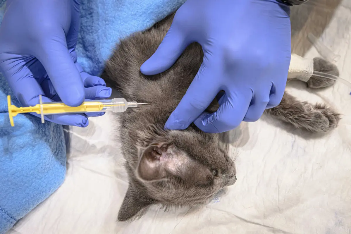 O microchip permite identificar o animal em caso de perda, roubo ou abandono