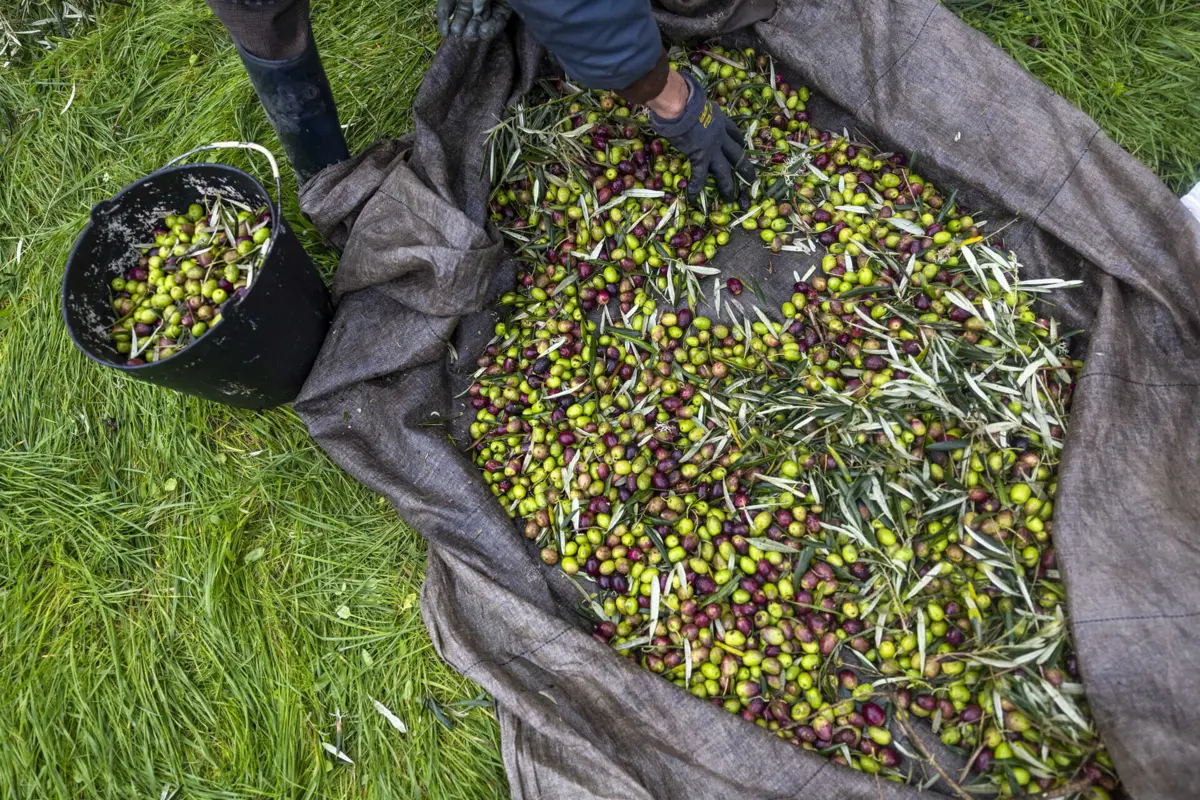 Imagem de contexto do artigo Águas do bagaço de azeitona vão ser usadas para combater seca no Algarve