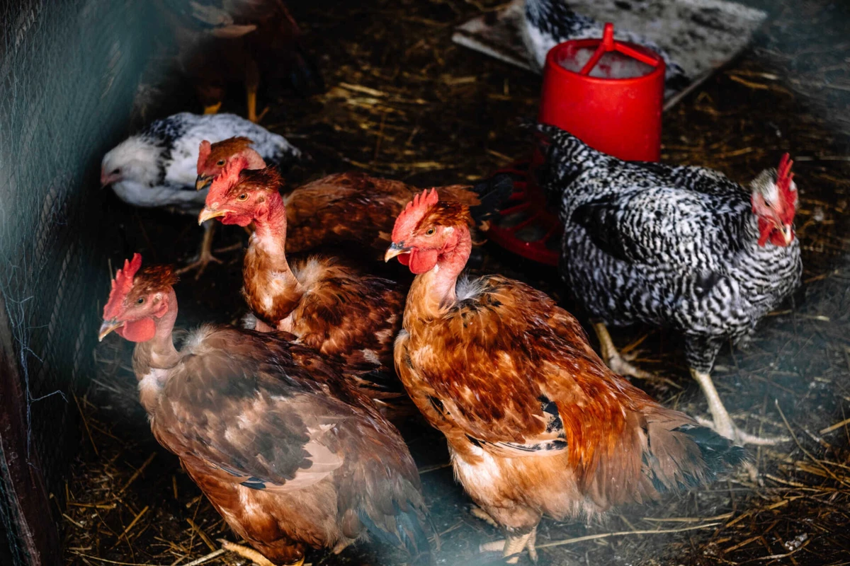 Um dos focos foi detetado numa capoeira doméstica na freguesia de Tornada e Salir do Porto