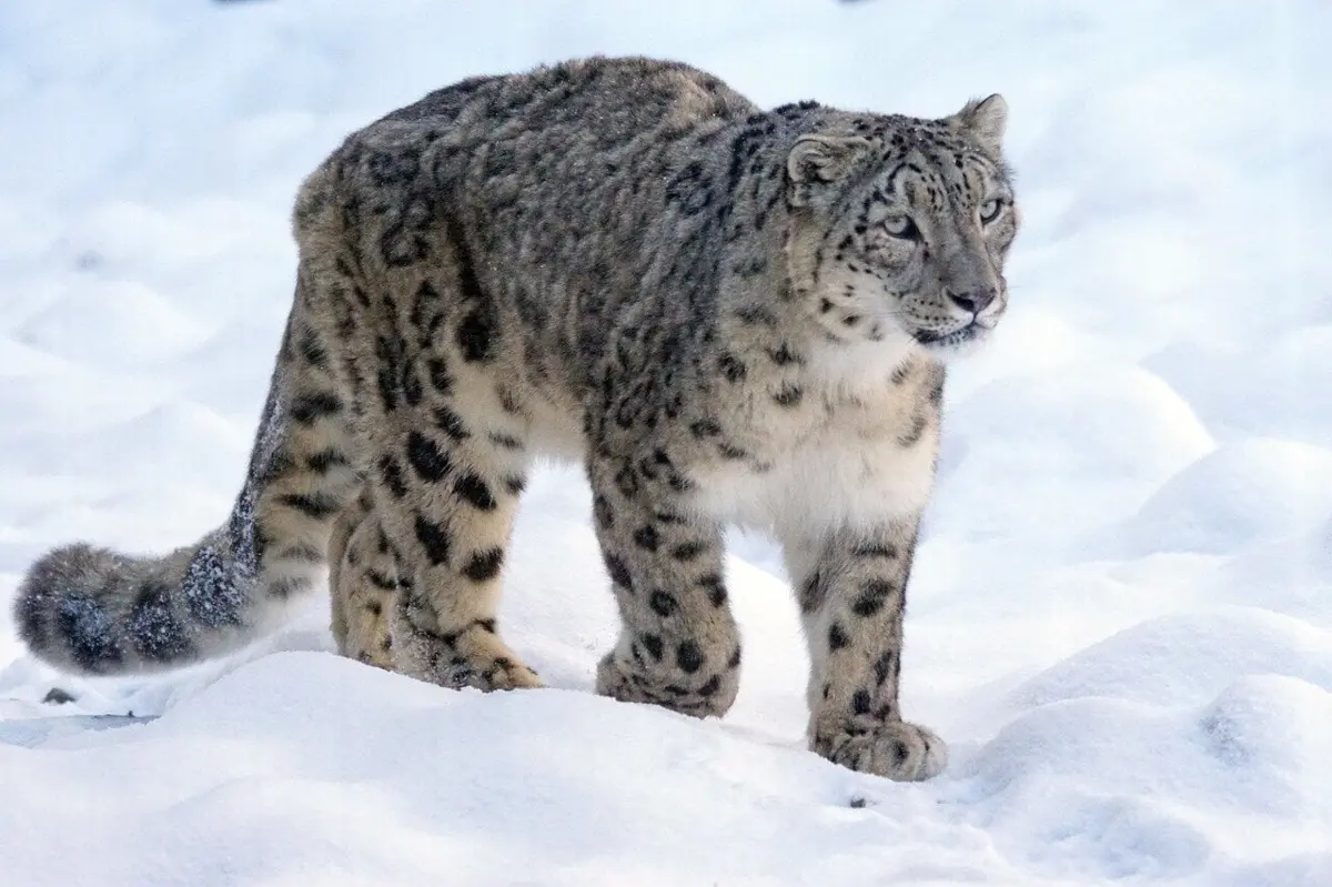 “O leopardo das neves” (“La panthère des neiges”) está disponível no Canal+ e na Wiflix.