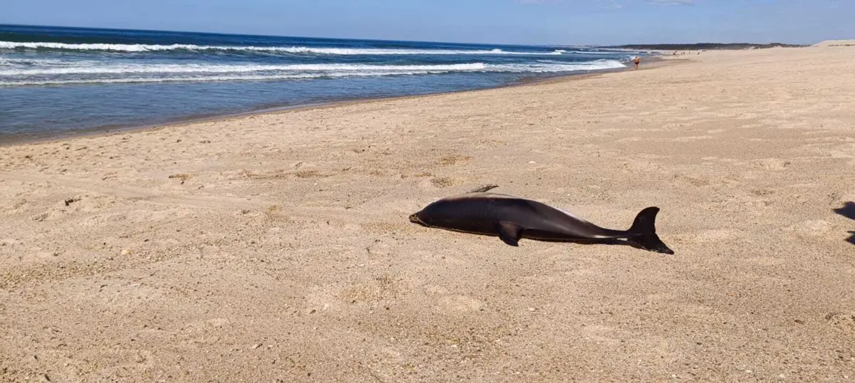 Golfinho já deu à costa morto