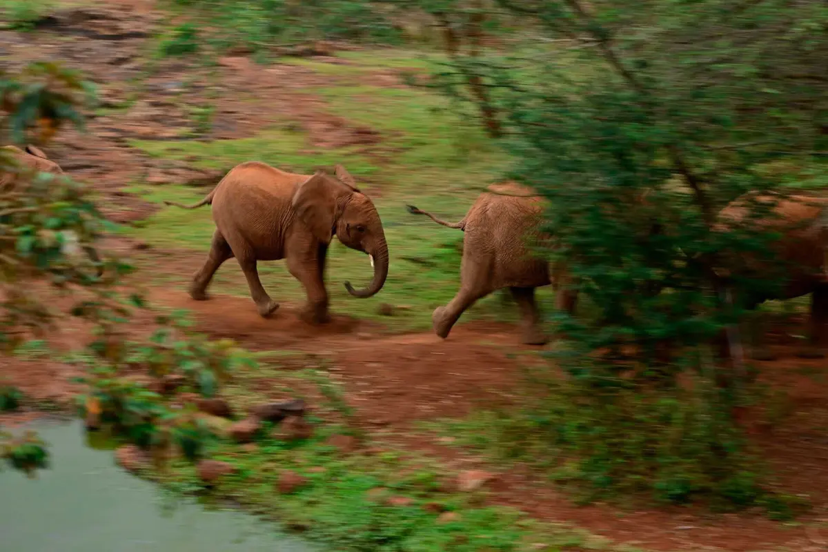 Imagem de contexto do artigo Presidente do Botsuana ameaça enviar 20 mil elefantes para a Alemanha
