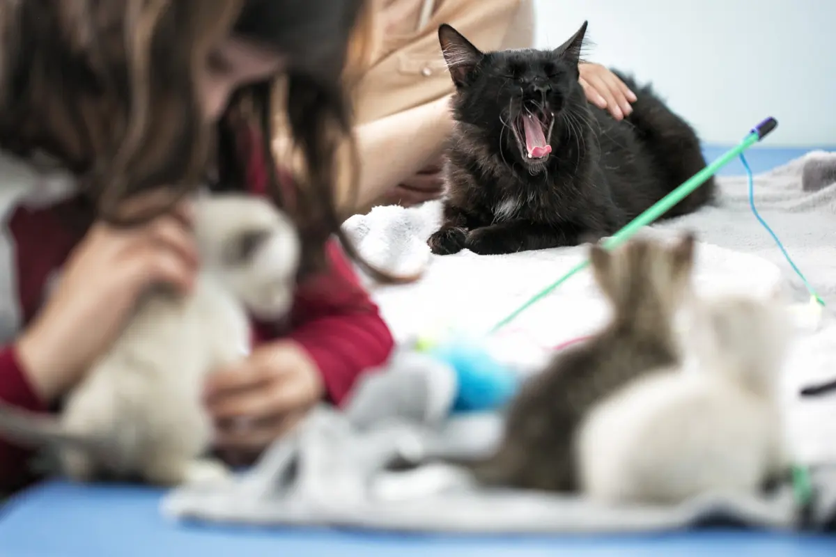 Os gatos são a segunda preferência entre os animais de companhia, com os cães a liderar