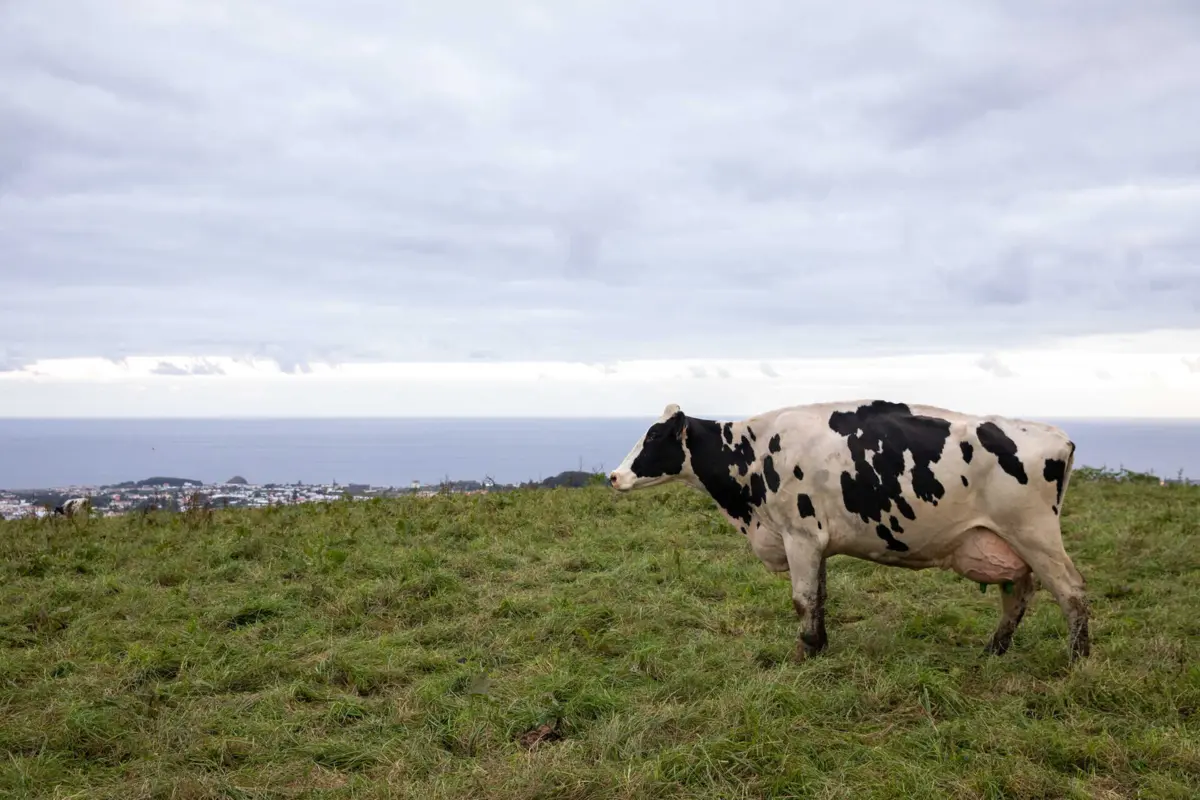 Imagem de contexto do artigo Afinal não há "Vacada" no Instituto Superior de Agronomia