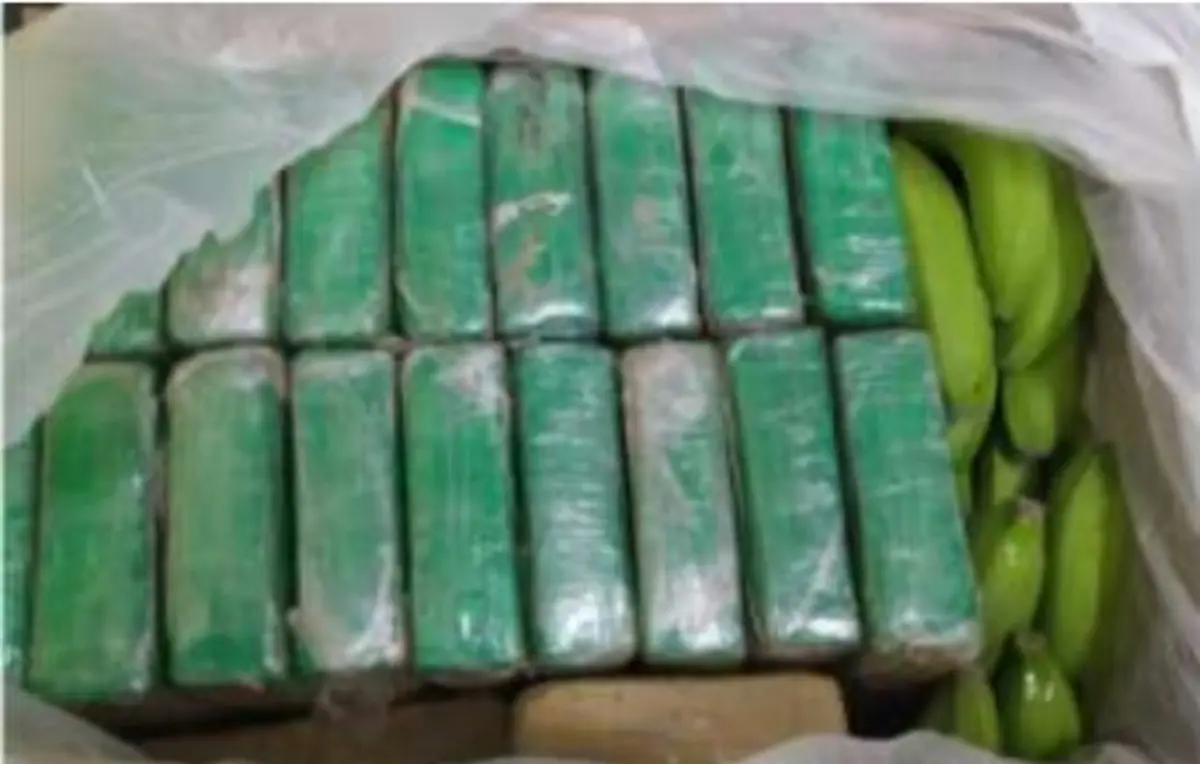 Pacotes de cocaína estavam escondidos nas caixas de bananas