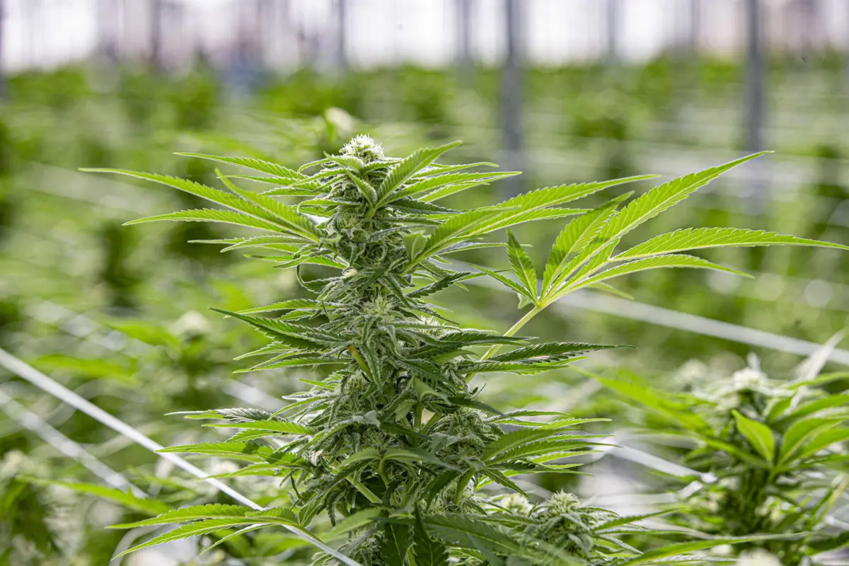 PJ apreendeu 15 plantas de canábis no sótão do apartamento