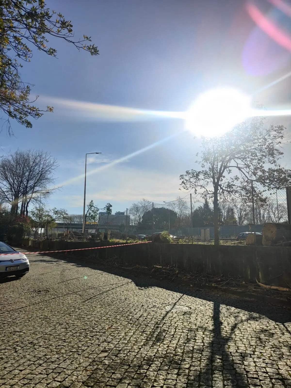 Empresa diz que tentou obter a regeneração das árvores mas não foi possível