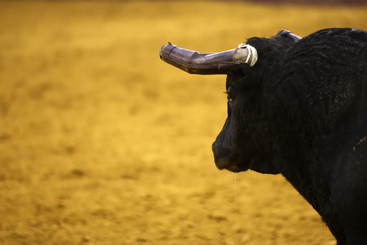 Imagem de contexto do artigo "Crueldade". PAN denuncia morte de touro em tourada na ilha Terceira