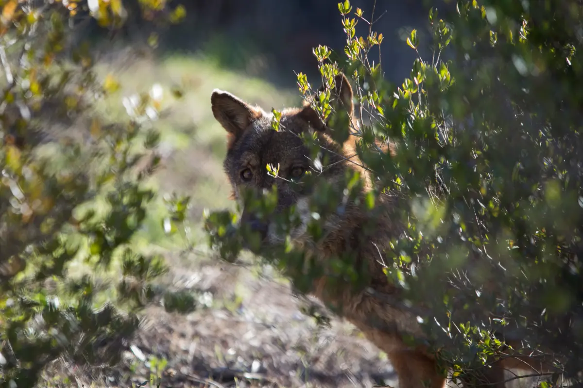 Imagem de contexto do artigo Perseguição do lobo ibérico no século XX reduziu diversidade genética da espécie