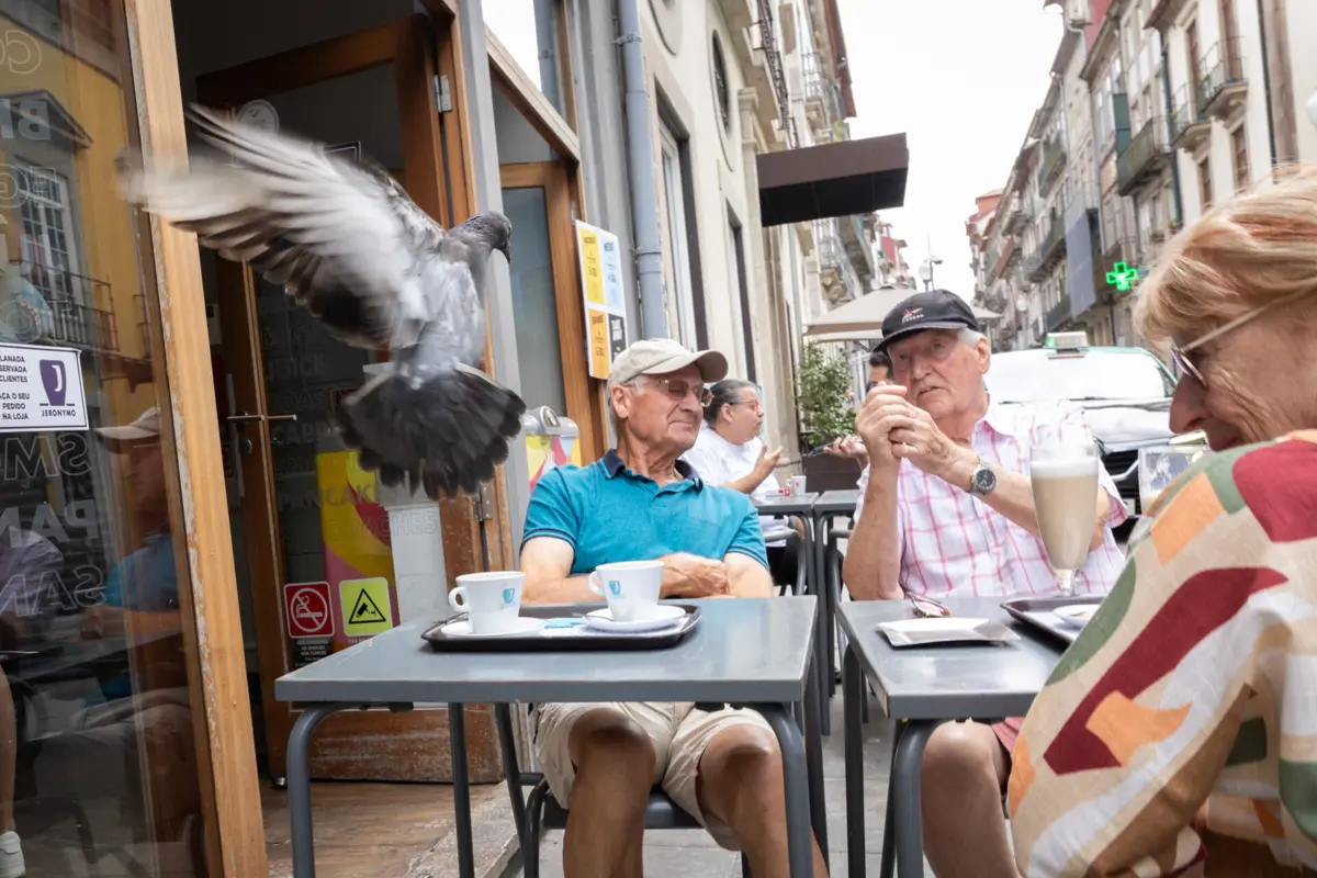Pombas seguem o exemplo das gaivotas e atacam os pratos nas mesas das esplanadas. Aves estão cada vez mais agressivas