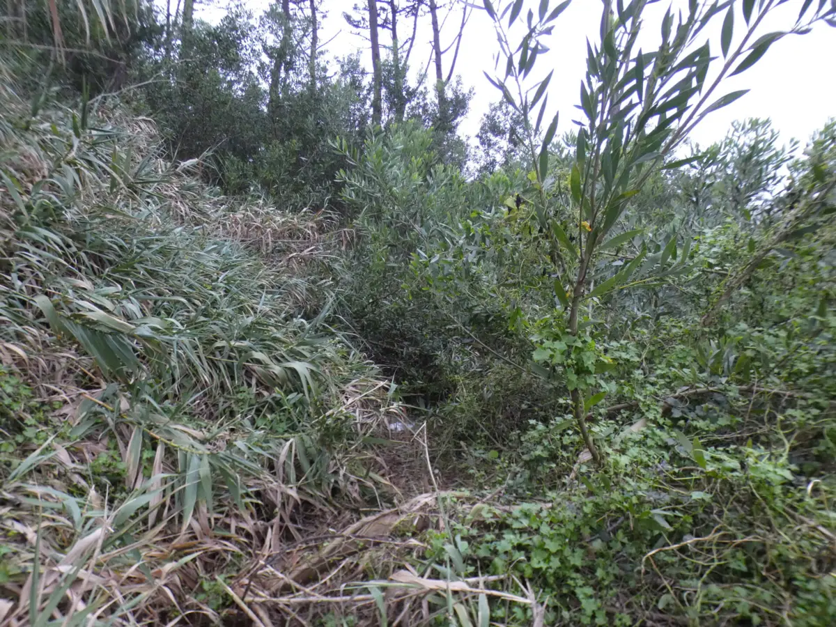 O canavial no Pinhal de Ofir onde foi enterrado o cadáver