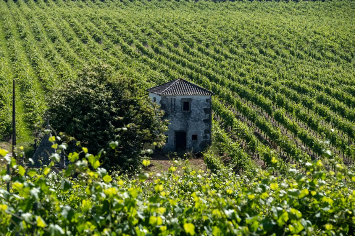 A ligação às tradições e à cultura local é "fundamental"