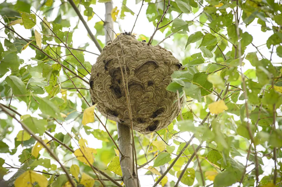 Imagem de contexto do artigo Avistados mais de 5200 ninhos de vespa-asiática no primeiro semestre do ano