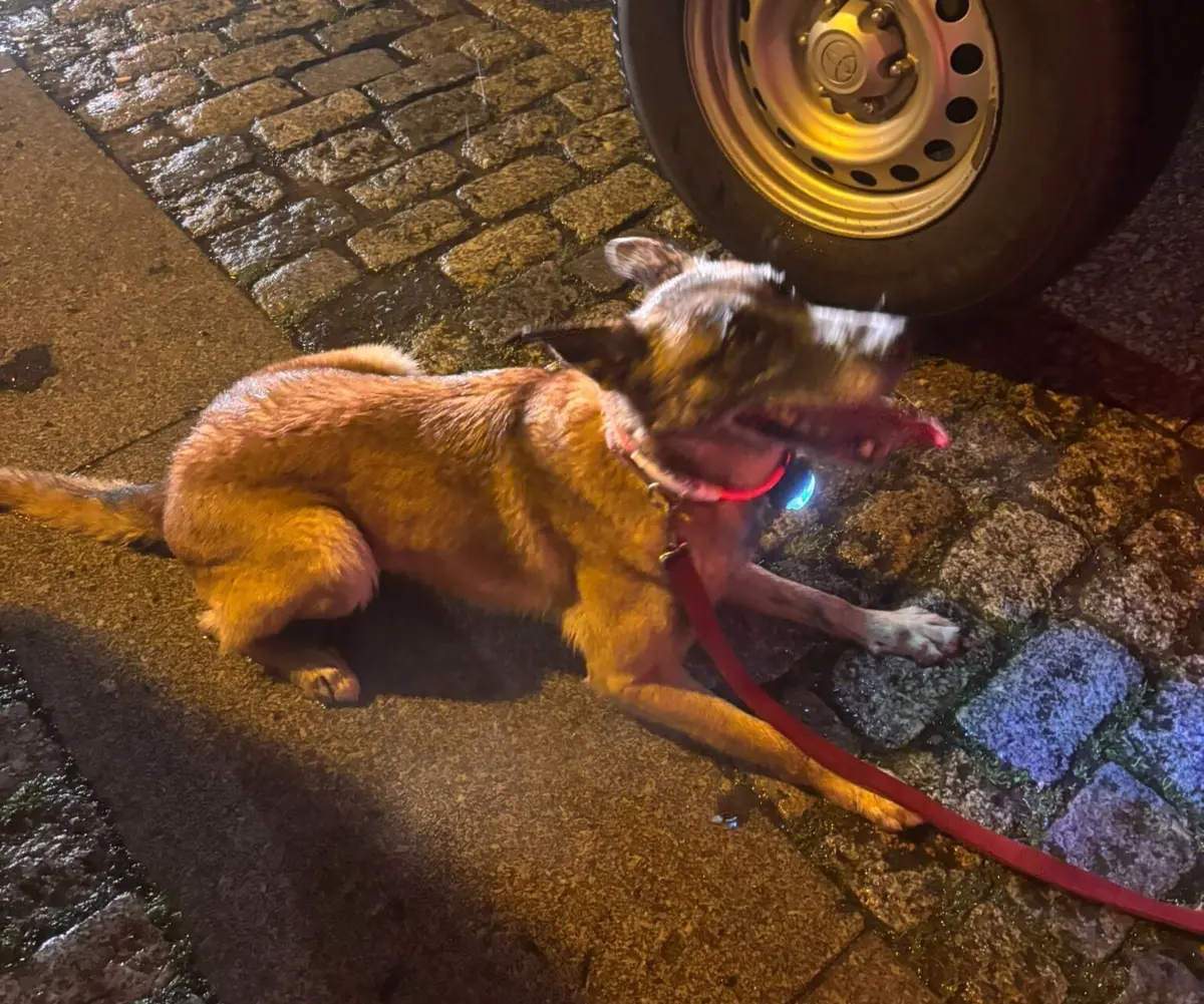Cão dos bombeiros encontrou o menino desaparecido numa casa abandonada