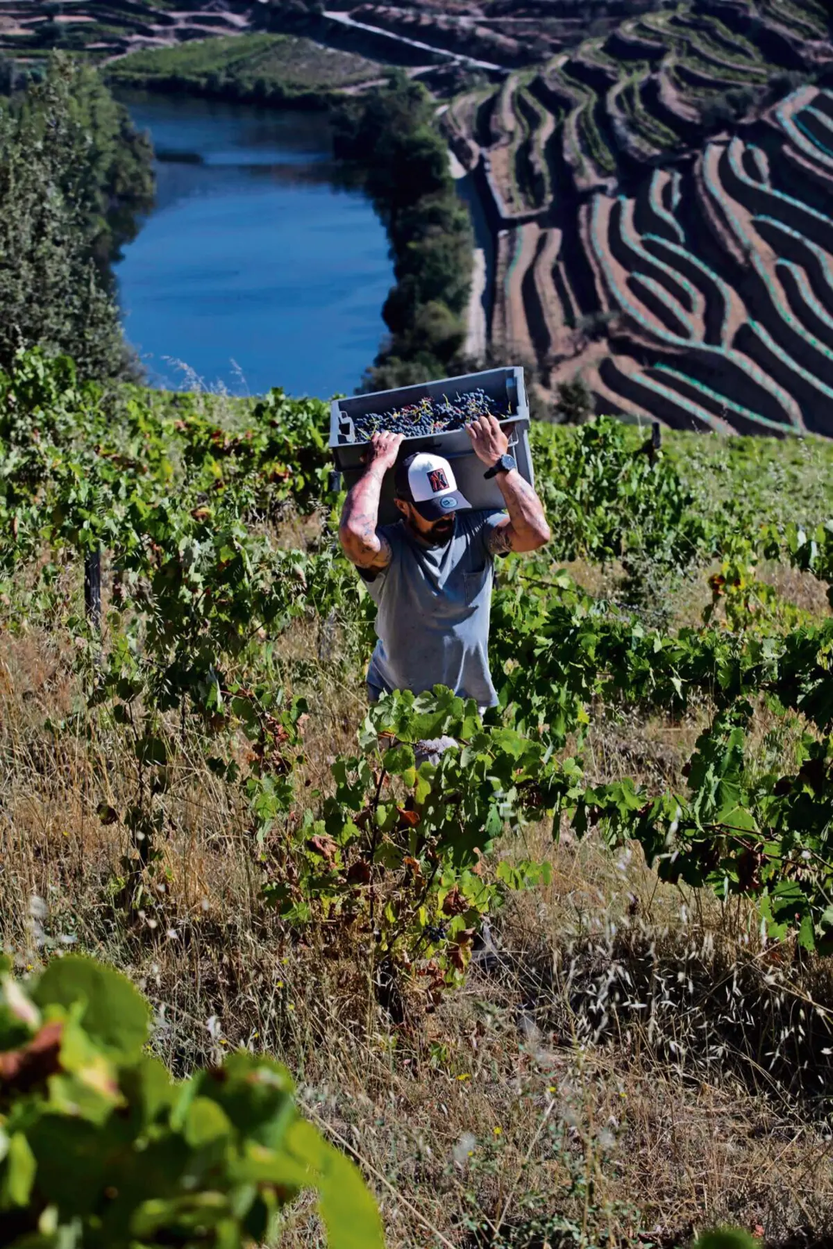 O Governo está a preparar um plano de apoio à viticultura duriense