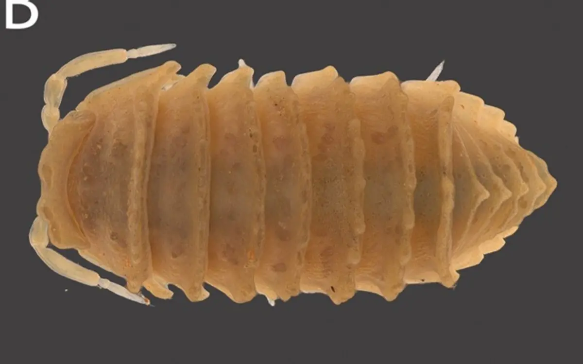 O novo bicho-de-conta tem cerca de um centímetro e enrola-se formando uma bola