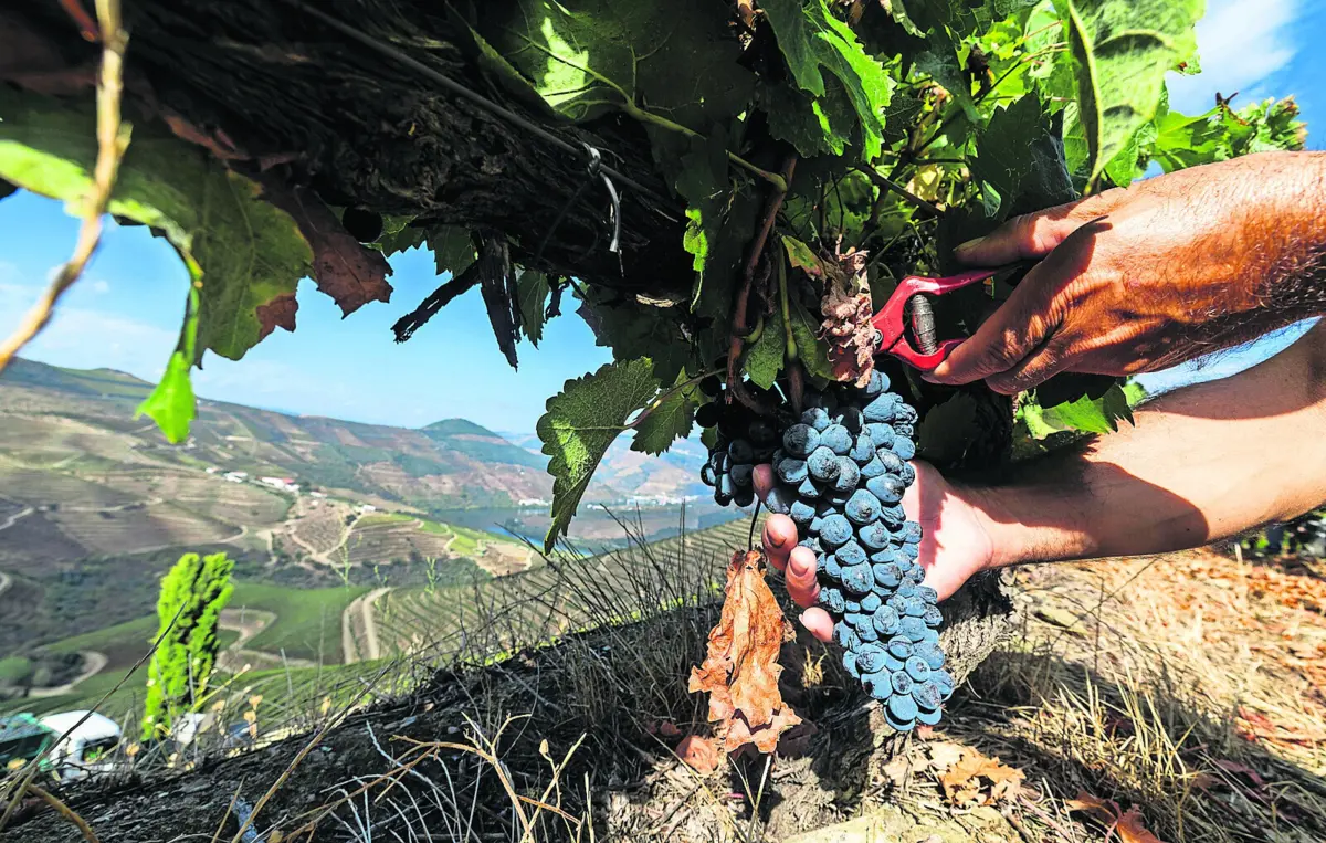 Viticultores do Douro vivem drama para venderem as uvas
