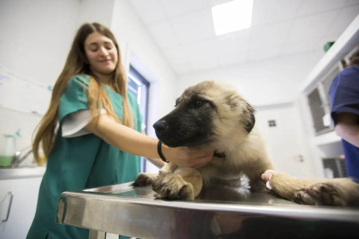 Autarquias gastaram quase dois milhões de euros no programa dos cheques veterinários, nos últimos quatro anos