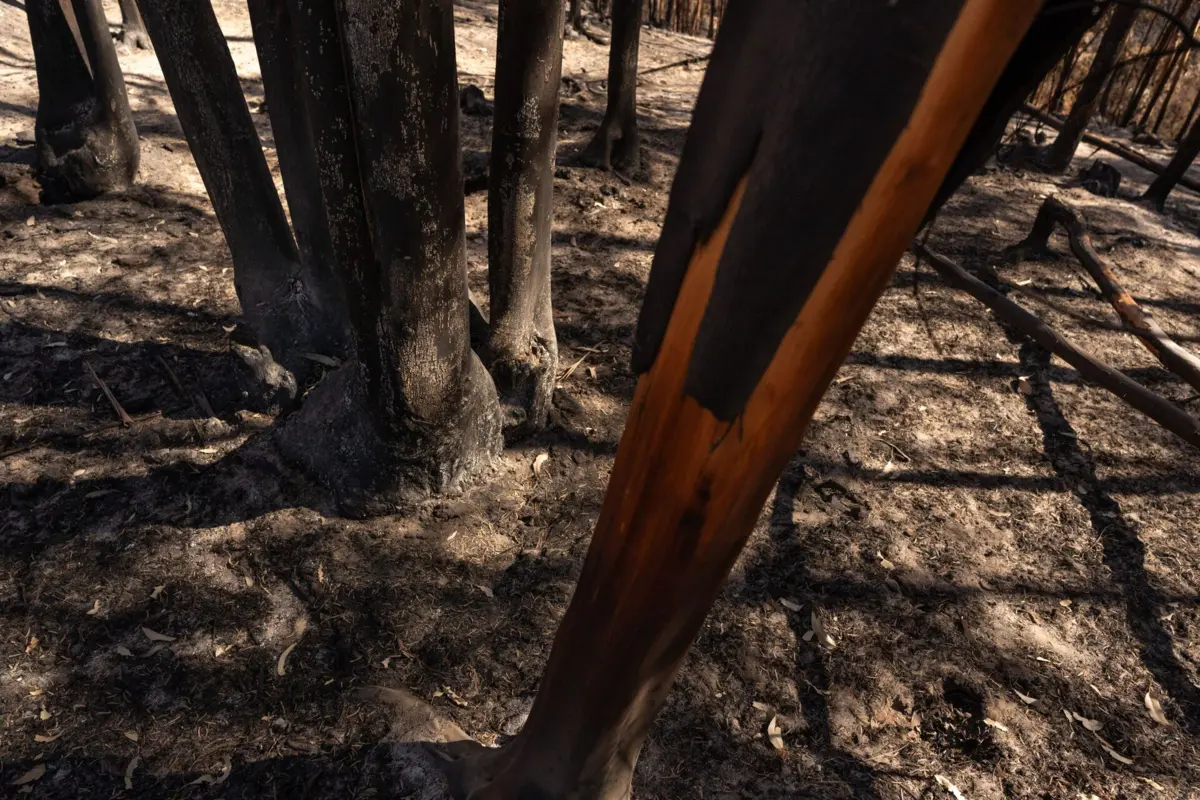 Arderam cerca de 3500 hectares