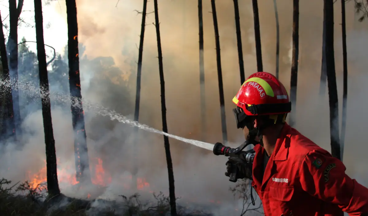 O fogo está a desenrolar-se em zona florestal