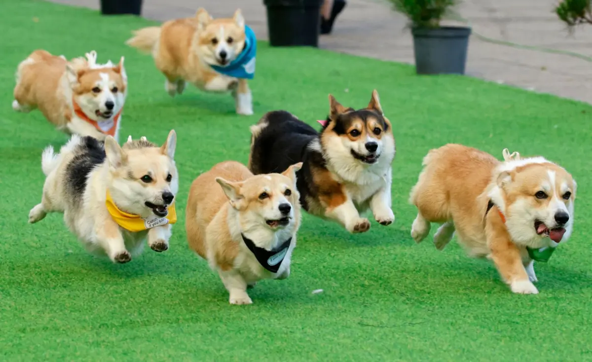 A Expo Animal acolhe a 18.ª Exposição Canina Nacional de Braga e a 15.ª Exposição Canina Internacional de Braga