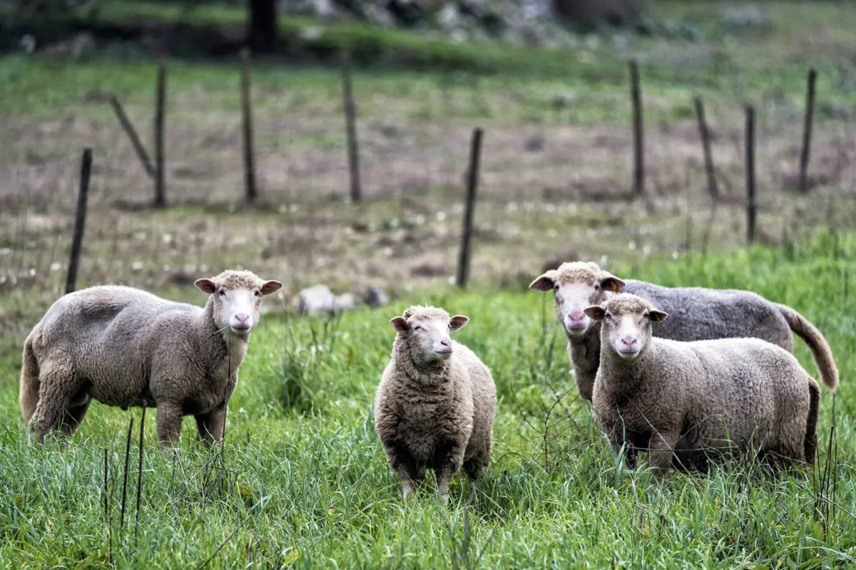 Doença da língua azul é uma doença viral, de notificação obrigatória