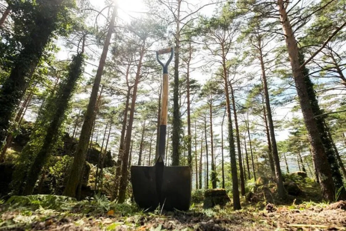 Imagem de contexto do artigo Premiadas centrais de biomassa sem fogos num raio de 50 quilómetros