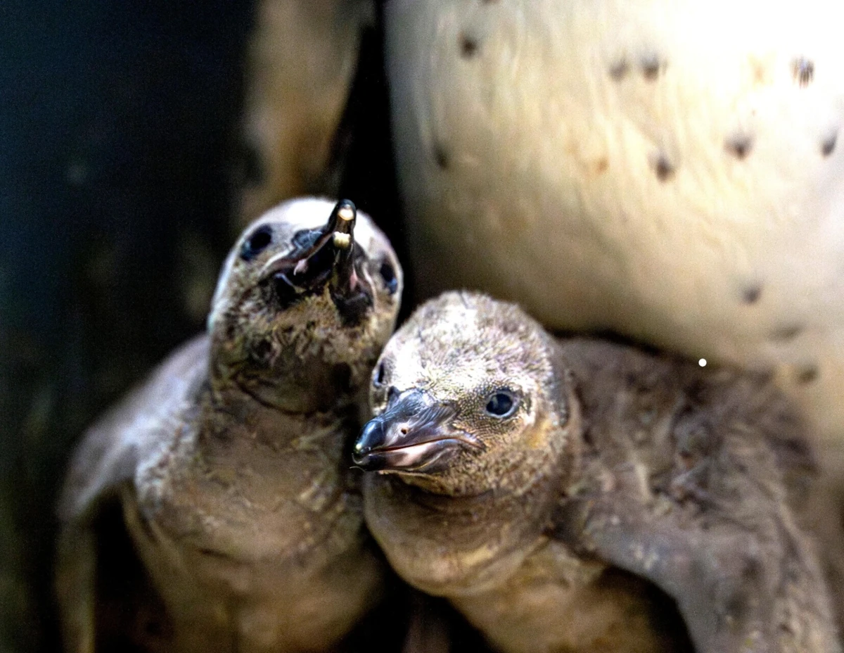As novas crias de pinguins-de-Humboldt do Sea Life Porto