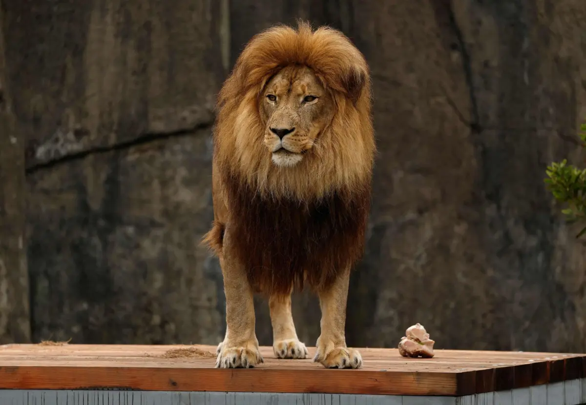 Imagem de contexto do artigo Funcionário de jardim zoológico morto por leões diante de visitantes na Tailândia