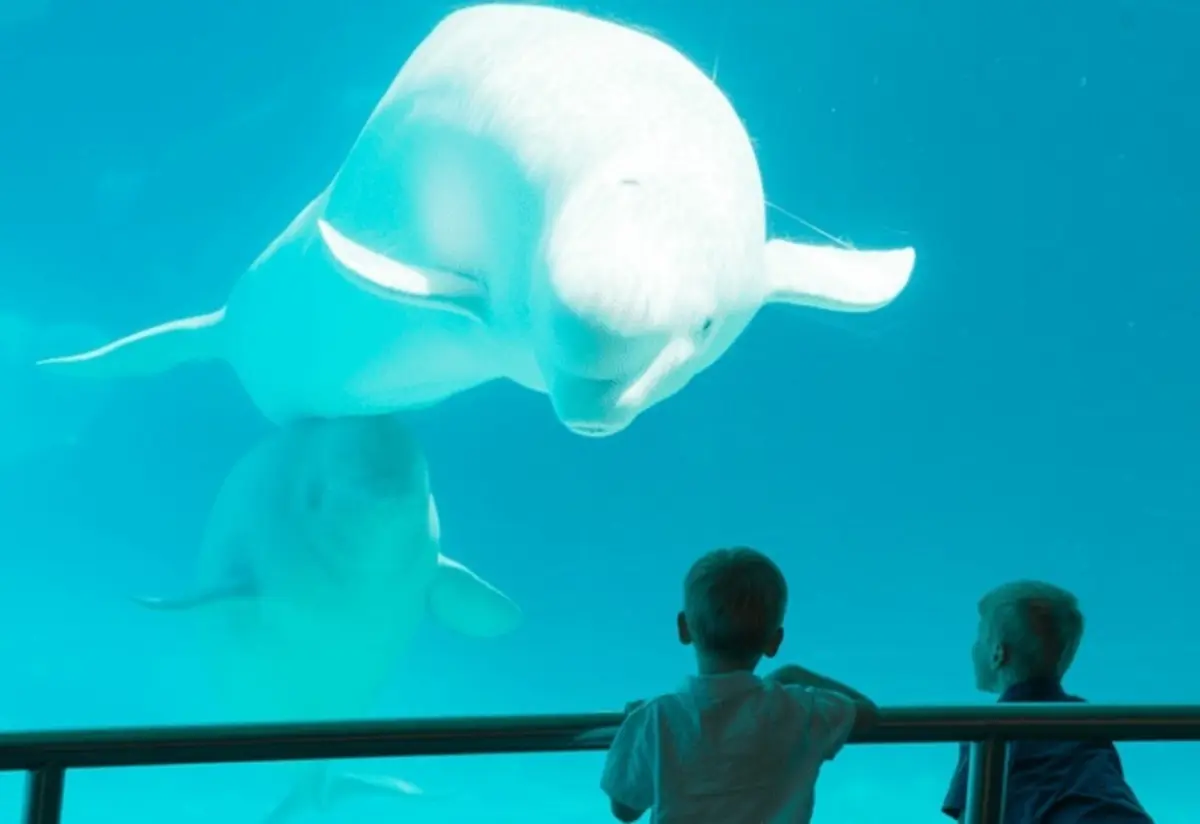 O parque fechou devido a sérias dificuldades e o destino dos mamíferos marinhos é incerto