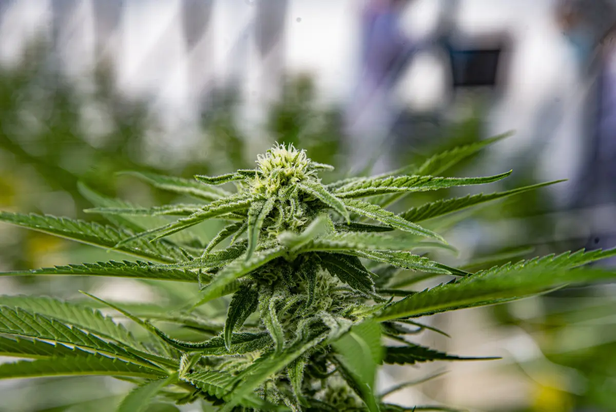 Jovem desenvolvia a produção de canábis de modo caseiro