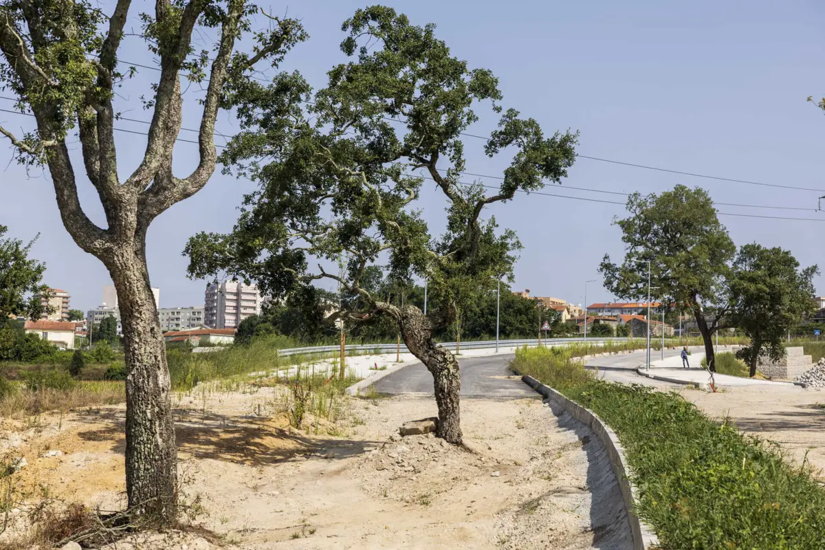 Sobreiros estão entre a Rua das Castanheiras e a Rua João Vieira, em Rio Tinto