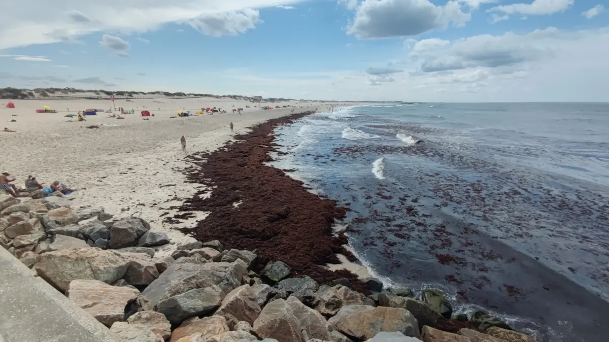 Algas na praia da Barra