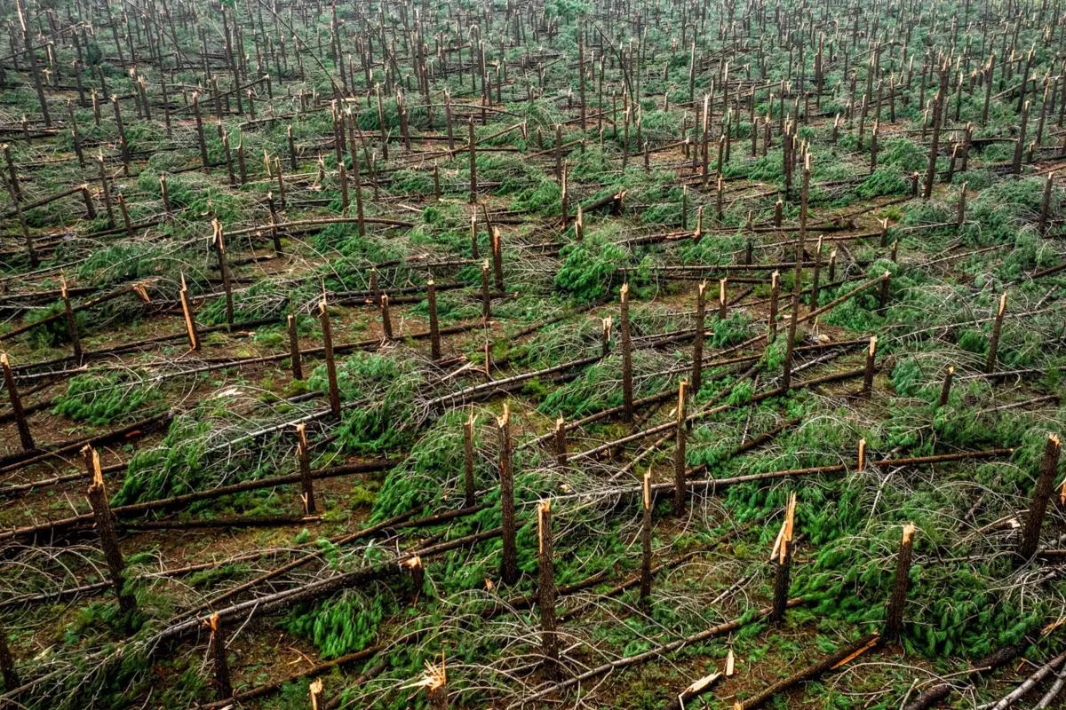 Imagem aérea de árvores derrubadas pela tempestade Kristin no Pinhal de Leiria