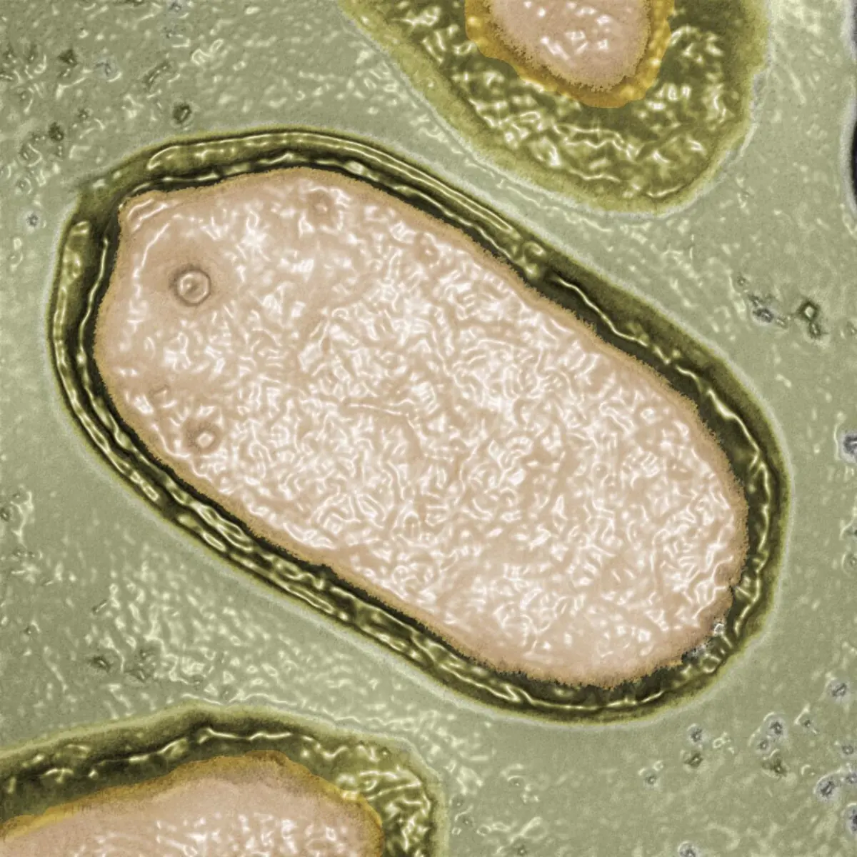 Uma das amostras de vírus tinha 48.500 anos