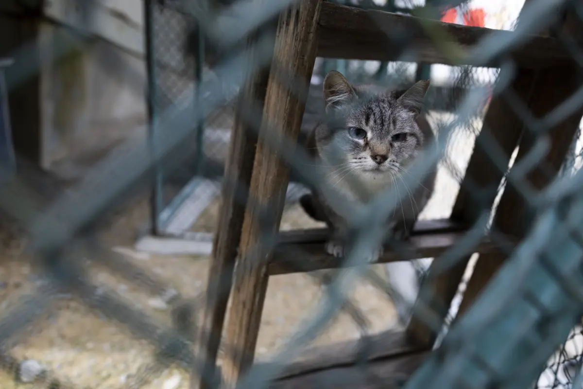 Imagem de contexto do artigo Bloco de Esquerda denuncia envenenamento de gatos na Póvoa de Varzim