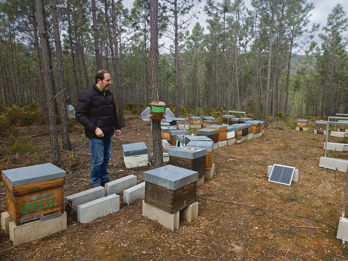 Hugo Caldeira tem cerca de 150 colmeias