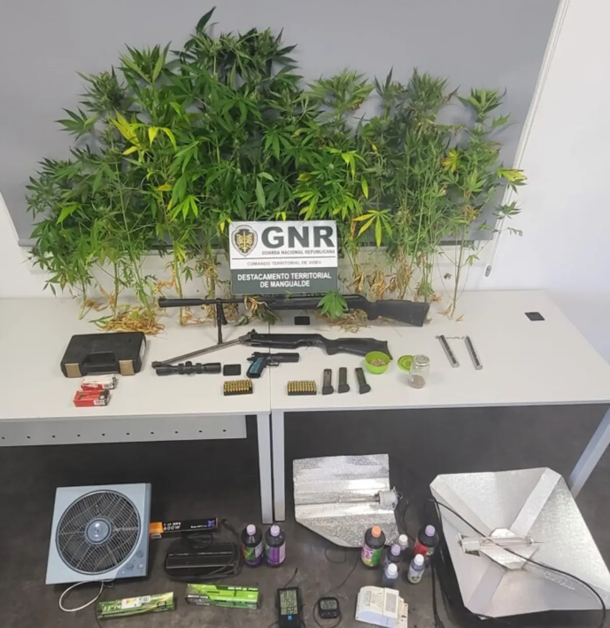 GNR deteve homem que tinha em casa uma plantação de canábis e armas