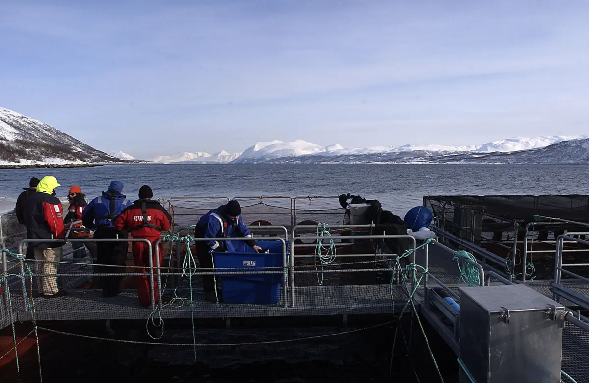 Bivalves e peixes são dos animais mais afetados, uma vez que se encontram em jaulas no mar ou em tanques