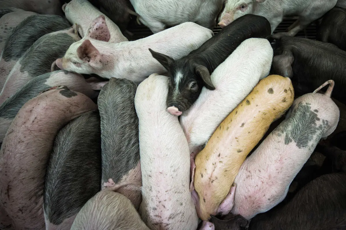 A pessoa em questão sofreu sintomas leves e recuperou totalmente, afirma agência de saúde britânica