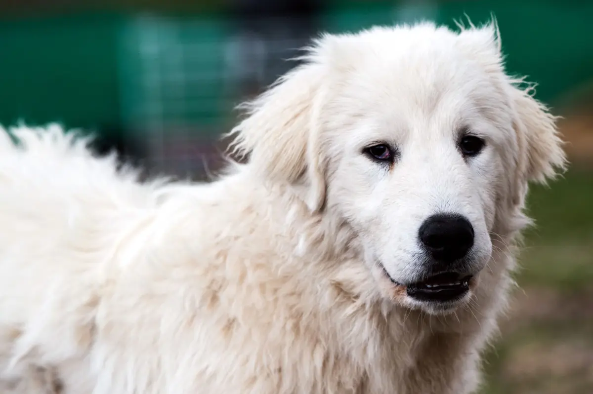 Nova lei de bem-estar animal entra em vigor, esta sexta-feira, em Espanha