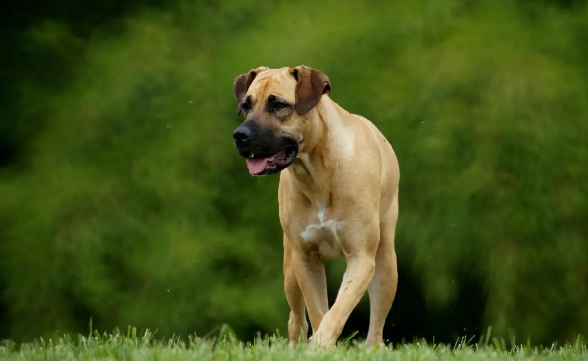 Cão da raça boerboel tem um peso que varia entre os 70 e os 90 kg e uma altura entre 55 e 69 cm