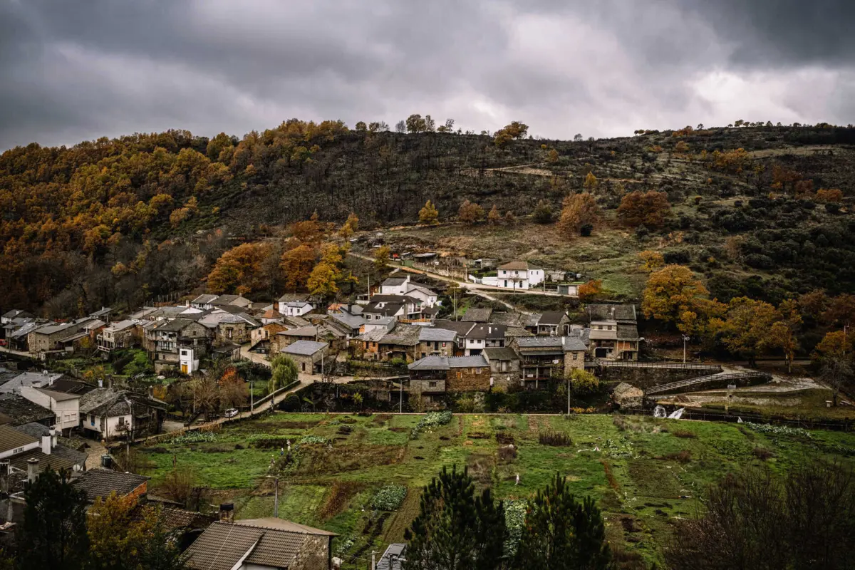 Imagem de contexto do artigo Veados causam estragos nos soutos do Montesinho em Bragança