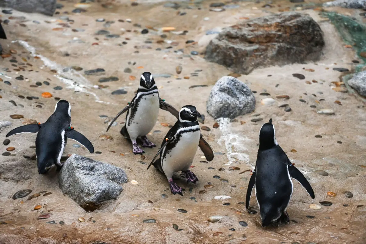 No novo habitat dos pinguins do Oceanário em Lisboa vivem 29 animais.
