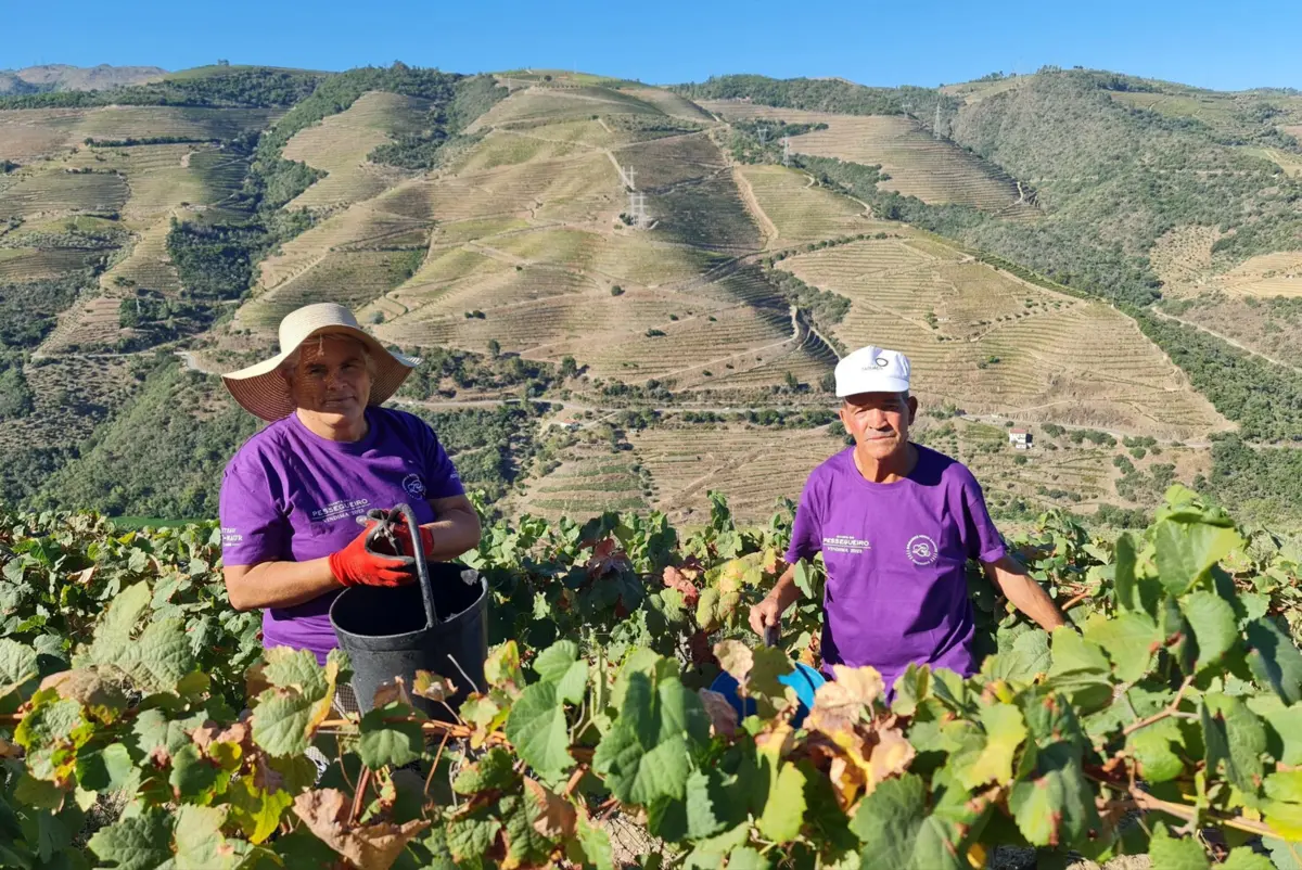 Imagem de contexto do artigo Vinhas velhas dão poucas uvas mas vinhos valem mais